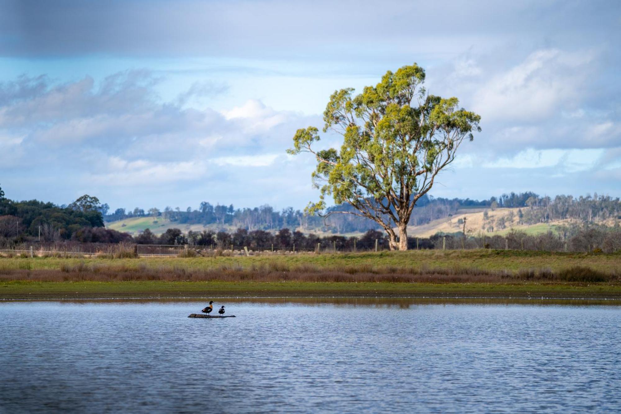 Blackwood Park Cottages Mole Creek エクステリア 写真