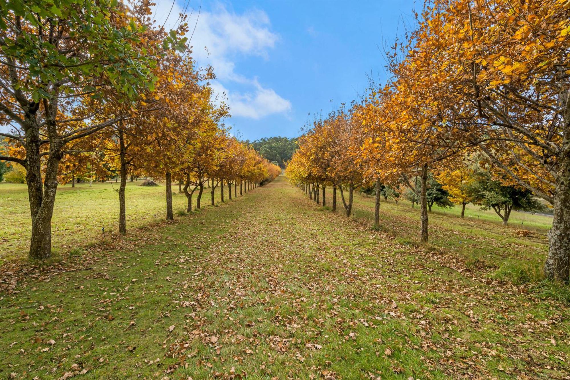 Blackwood Park Cottages Mole Creek エクステリア 写真