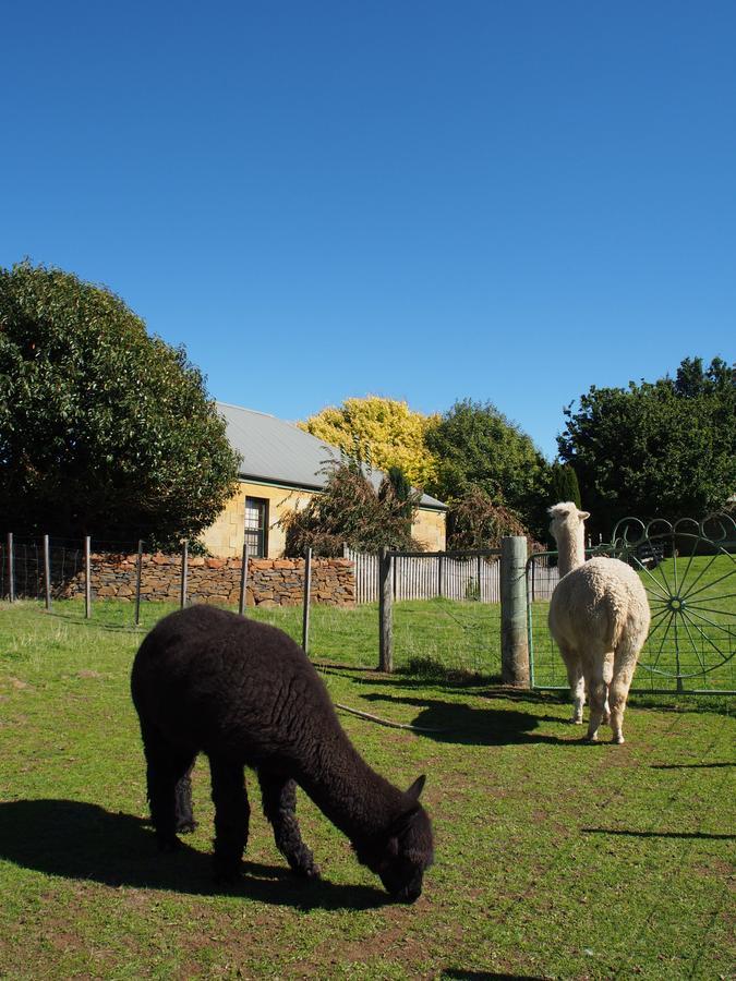 Blackwood Park Cottages Mole Creek エクステリア 写真